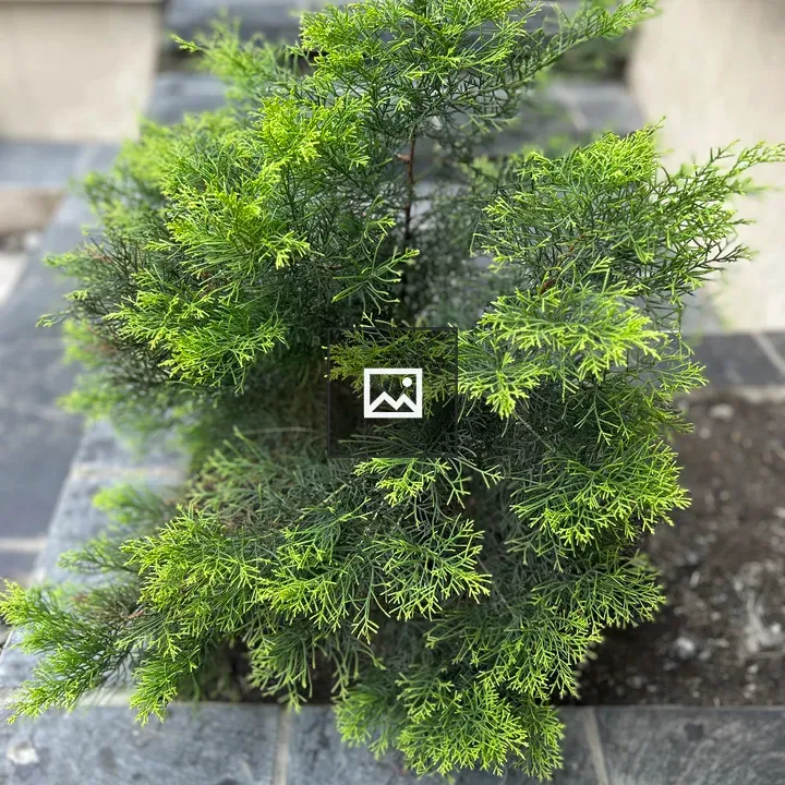 A lush green bush in tiled area