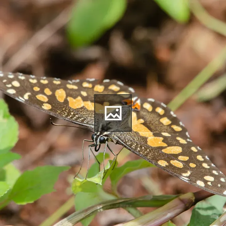 Butterfly on Green Foliage