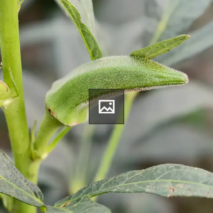 Okra pod close-up