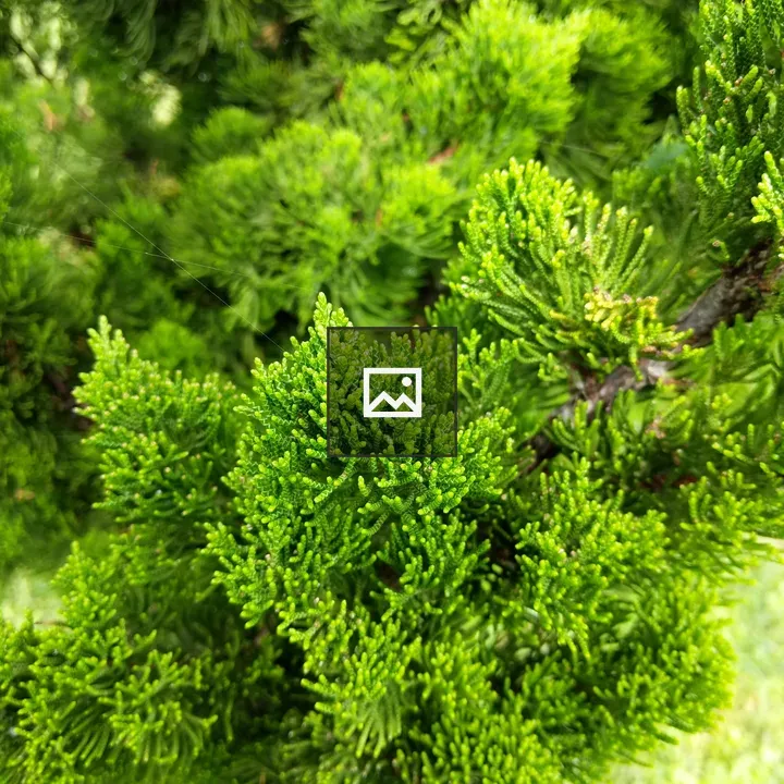 Cypress Plant Closeup