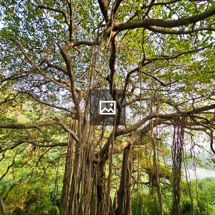Wide banyan tree with aerial roots