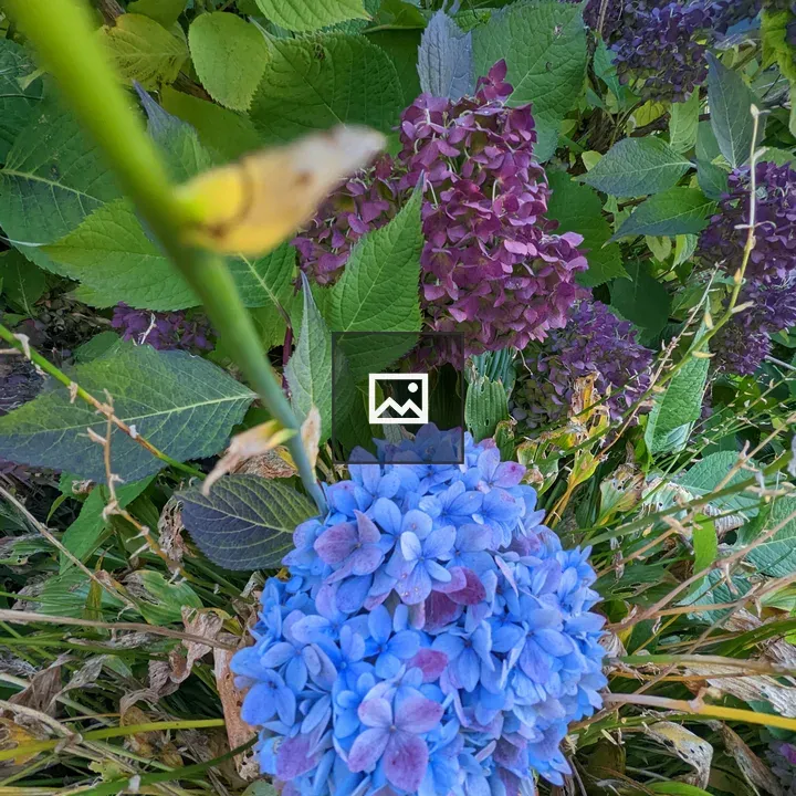Blue hydrangea flowers