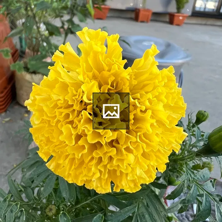 Marigold flower closeup