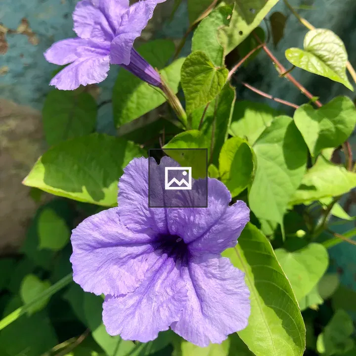 Tuellia tuberosa flower