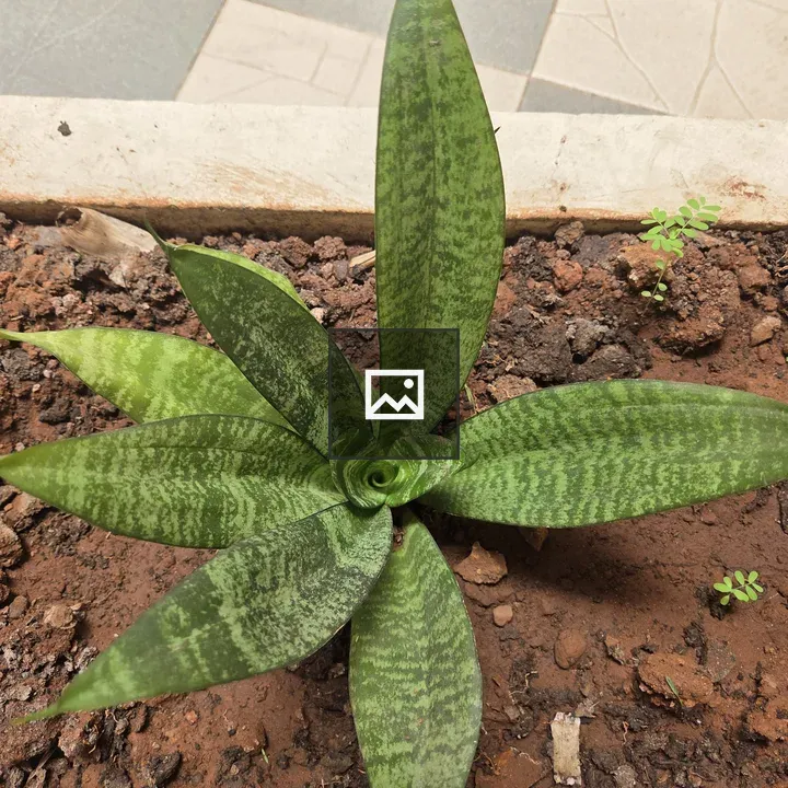 Snake plant close-up
