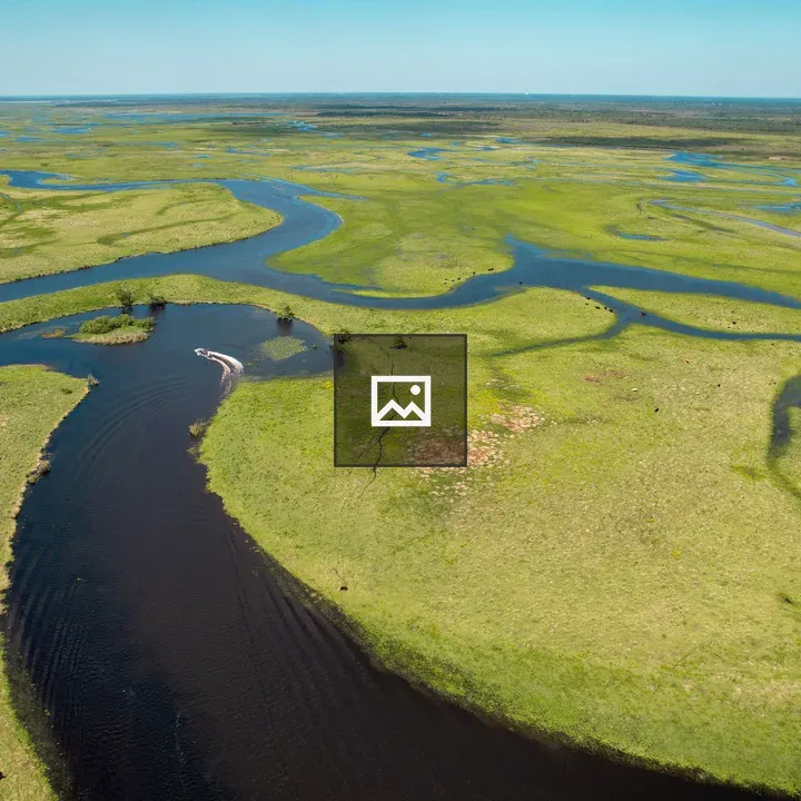 Windy St. John's River Swamplands