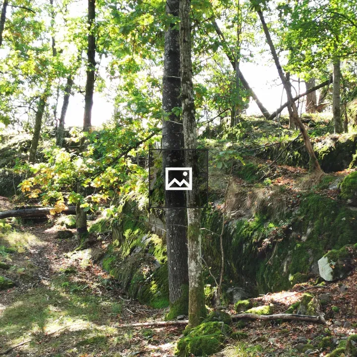 Trees and rock landscape