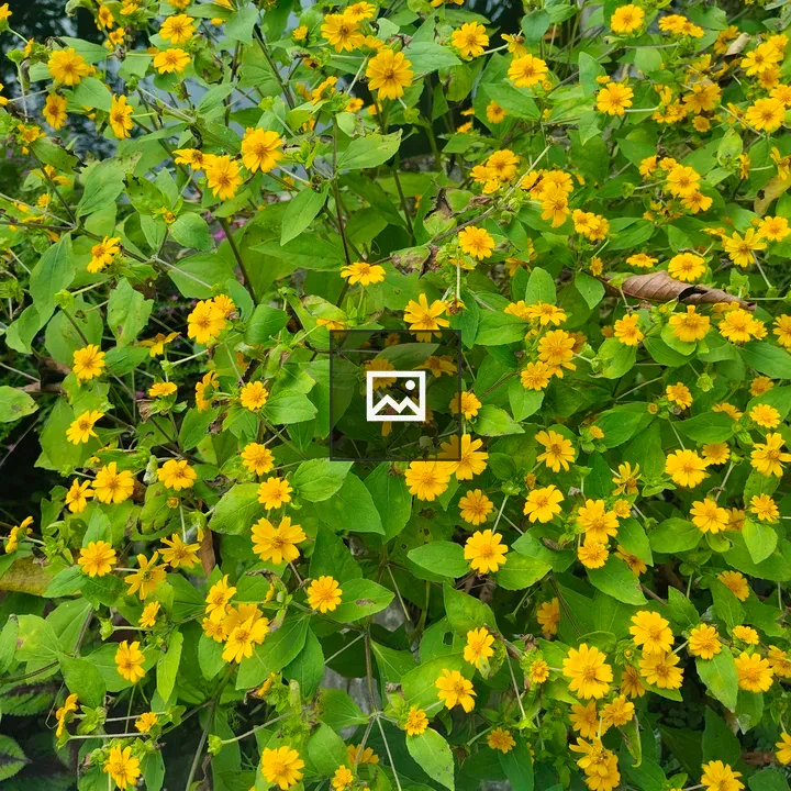 Dense cluster of yellow flowers