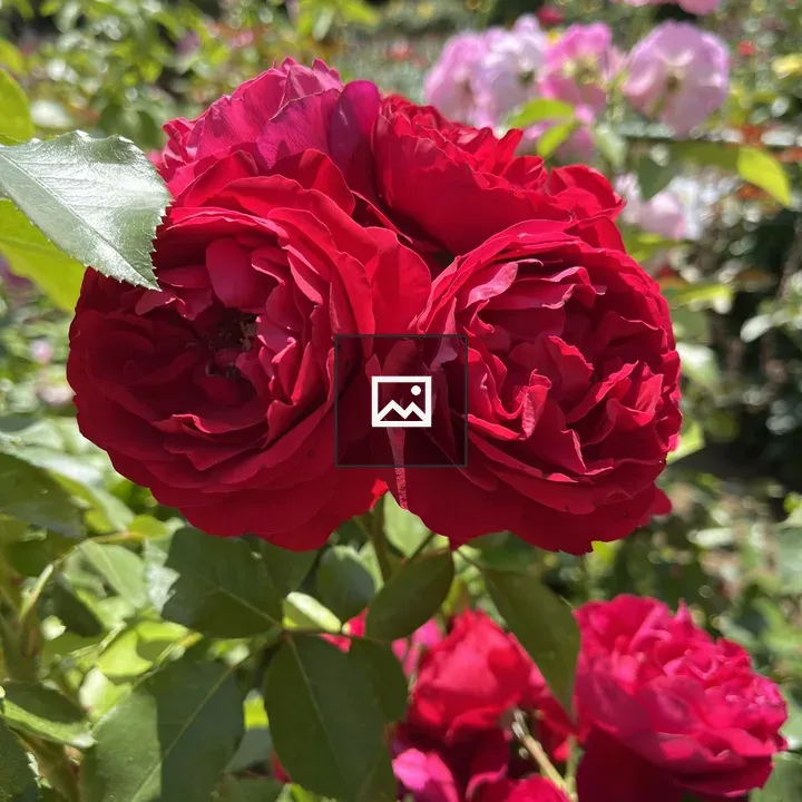 Close-up Roses in Bloom