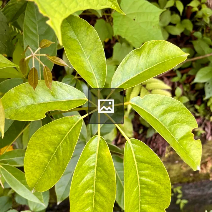 Leaf cluster in green pattern