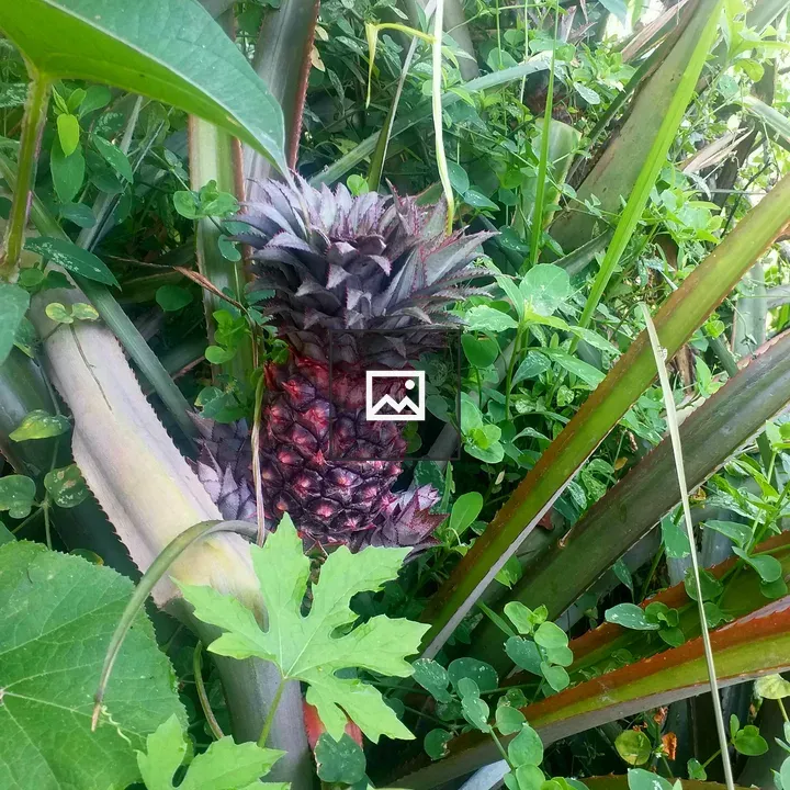 Pineapple with Green Leaves