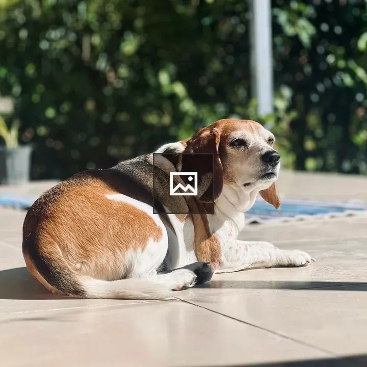 Beagle on Sunlit Patio