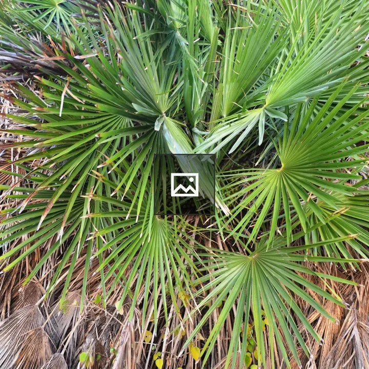 Needle Palms Group