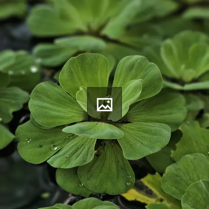 Water lettuce plant rosette