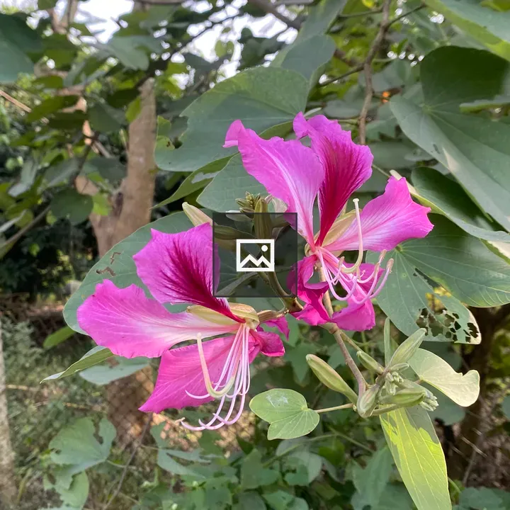 Pink flowers with white stamens