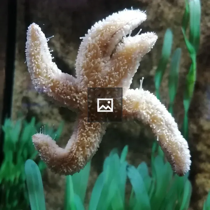 Starfish Clinging to Aquarium Glass