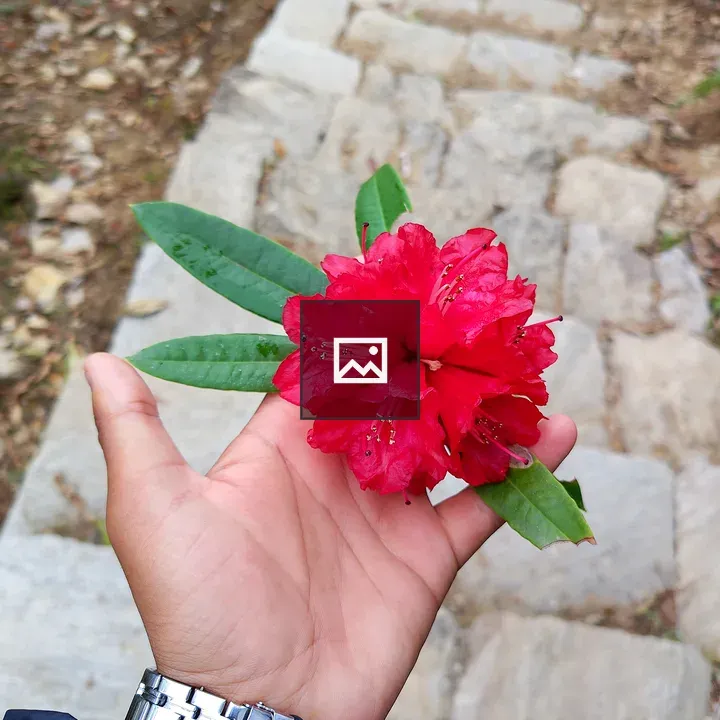 Hand holding red rhododendron