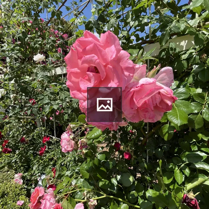 Pink roses on lattice fence