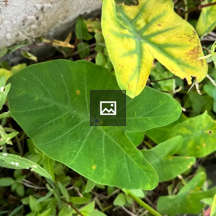 Heart-shaped taro leafs near wall