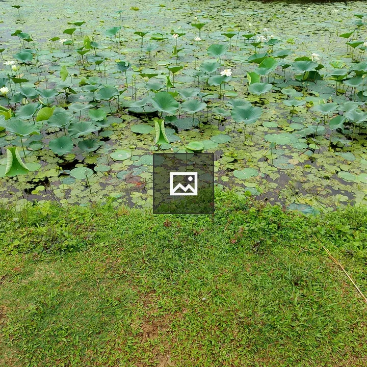 Dipang Lake with Lotuses