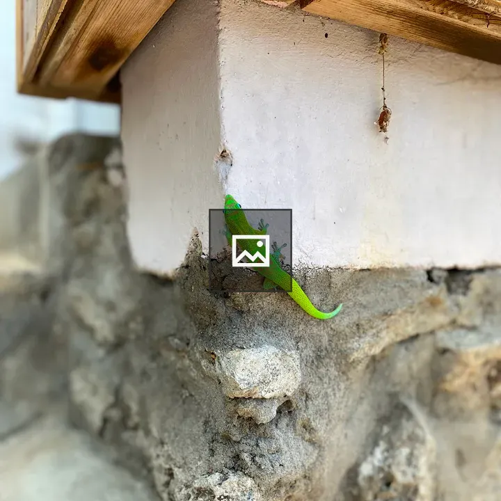 Green lizard on white pillar