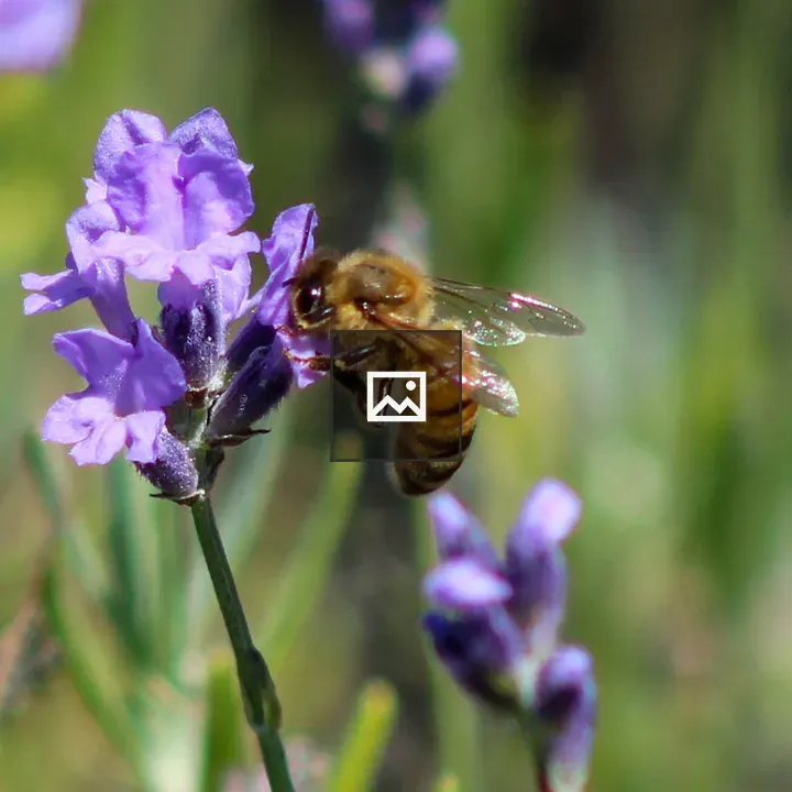 Honey bee on lavender flower