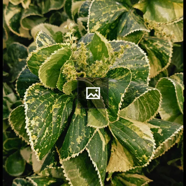 Close-up Leaves with Flowers
