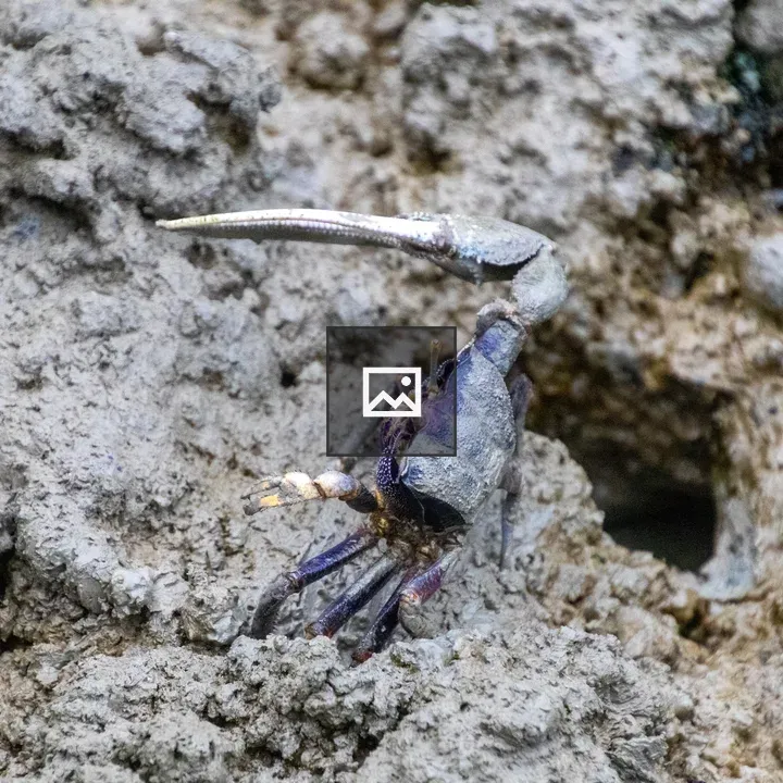 Fiddler Crab in Mud