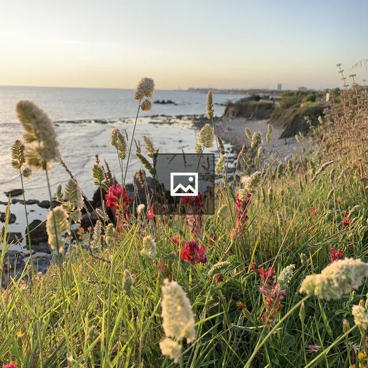 Flowers on coastal rocks