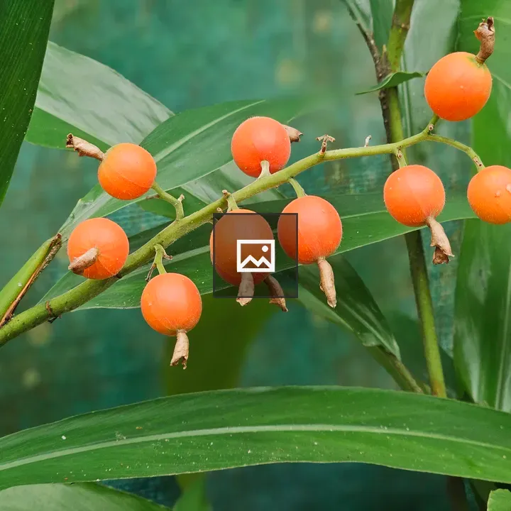 Bright orange ginger fruits