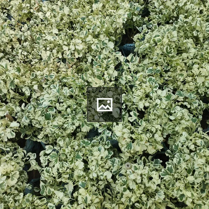 Variegated green and white plants