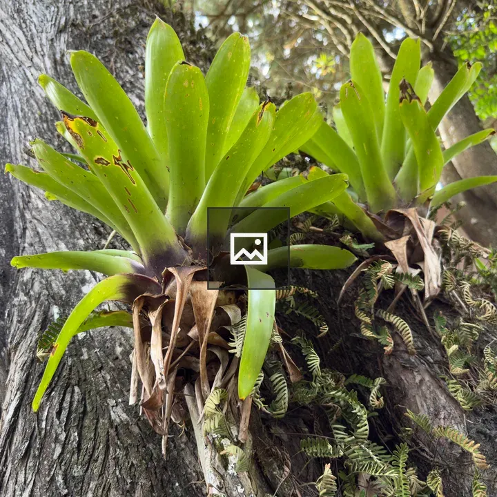 Two green bromeliads on tree trunk
