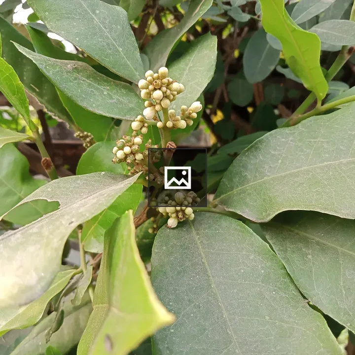 Flowers with green leaves