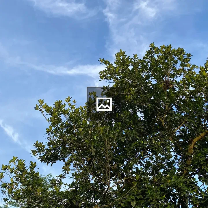 Lush Green Tree Under Blue Sky