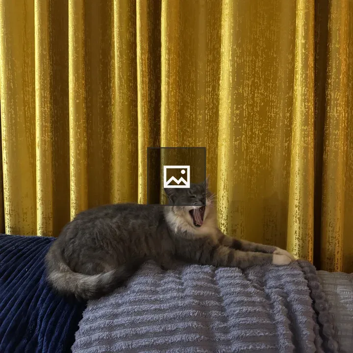 Fluffy gray-and-white cat yawning