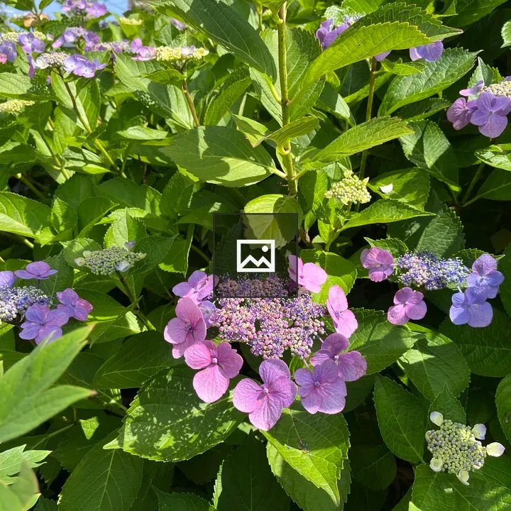 Hydrangea Flowers in Pink and Purple