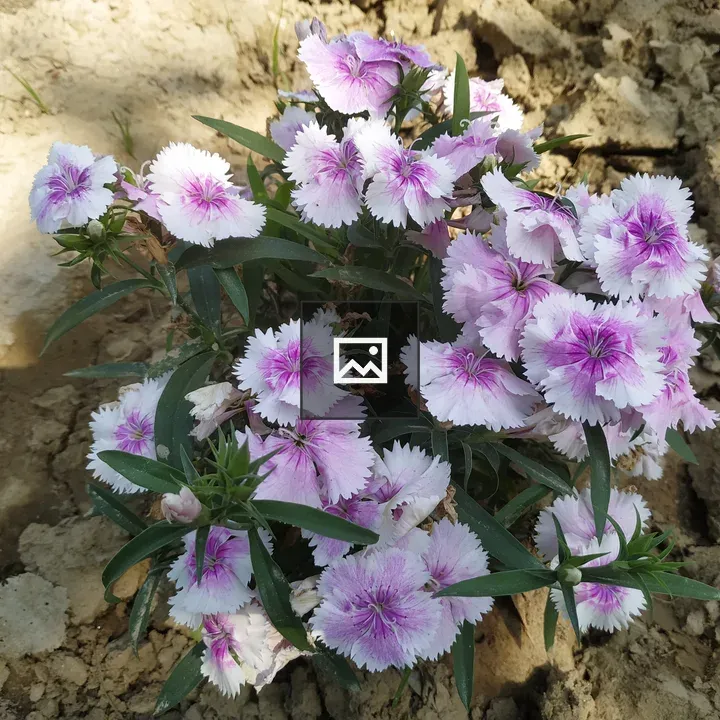 Closeup of light pink flowers