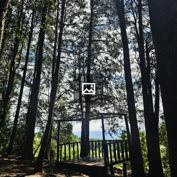 Pine Forest with Wooden Viewpoint