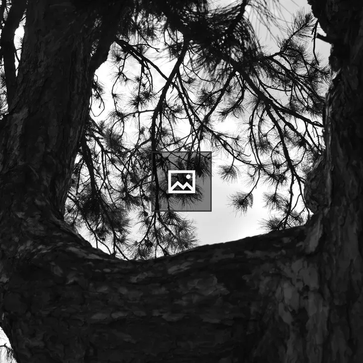 Tree Canopy Silhouette Shot