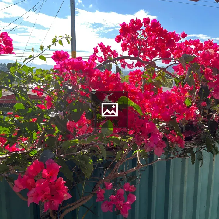 Bougainvillea Flowers Against Sky