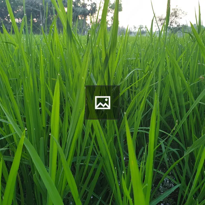 Rice plants in paddy field