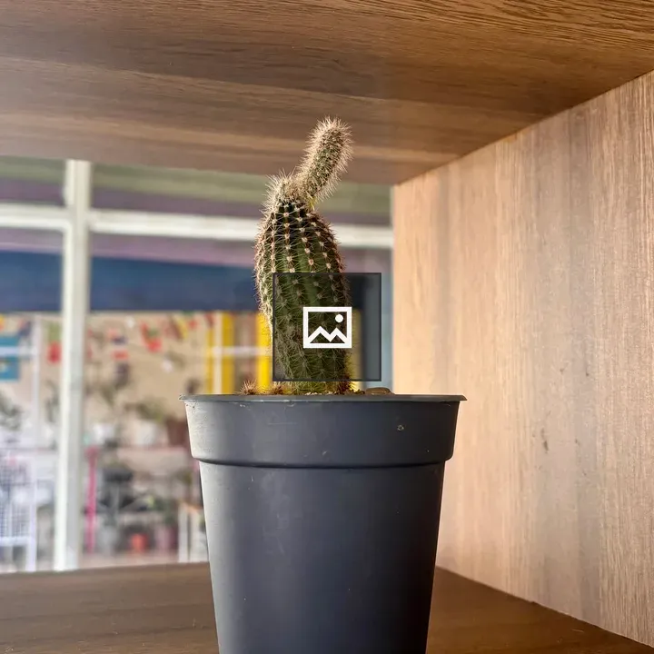 Cactus on Wooden Shelf