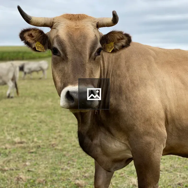 Brown cow on green pasture