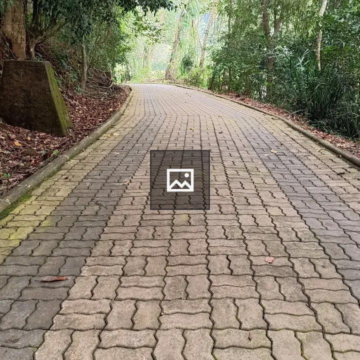 Empty Pathway Through Trees