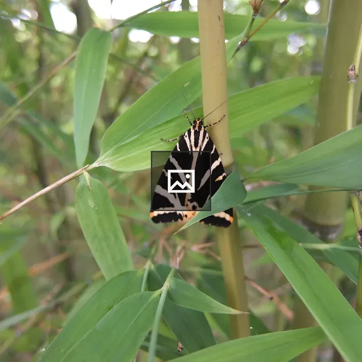 Butterfly on a bamboo