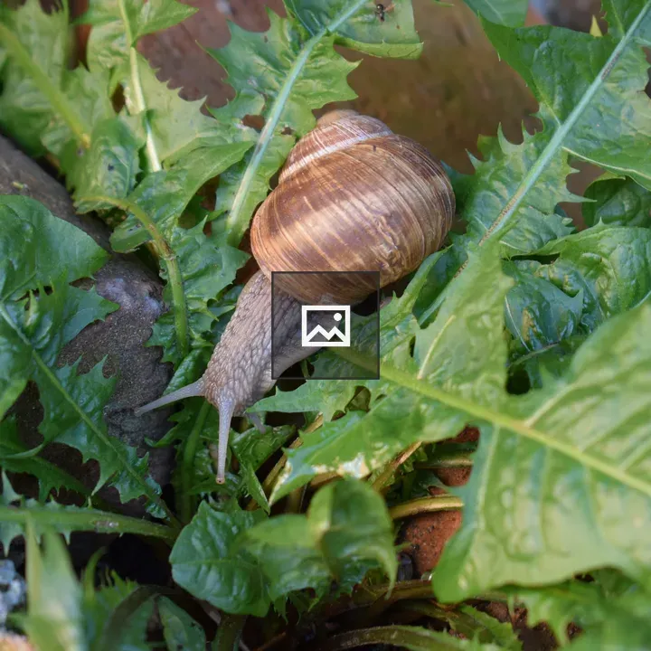 Snail on Green Leaves