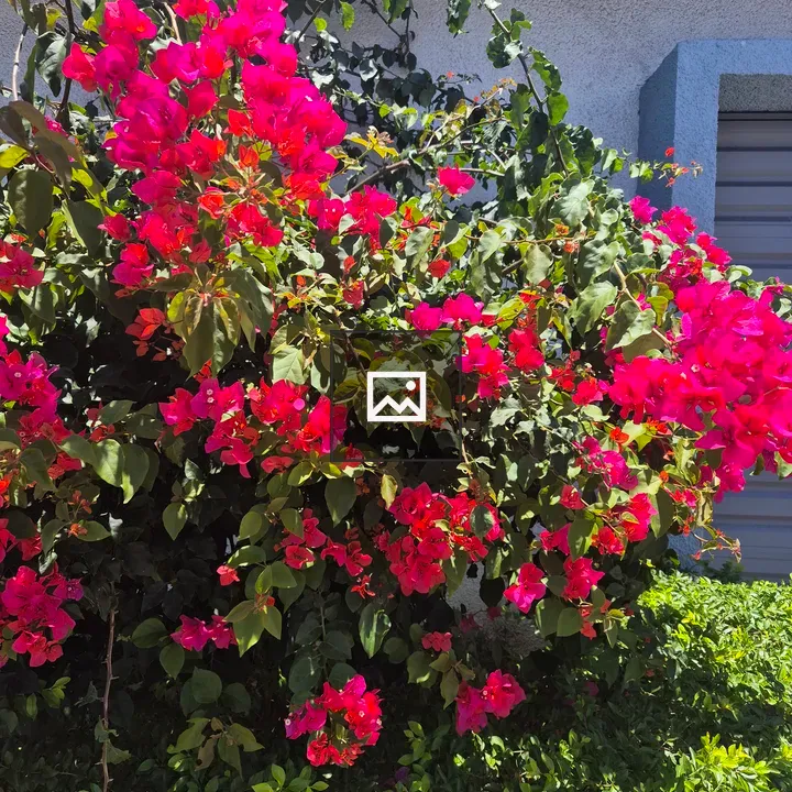 Bougainvillea Flowers Dense Cluster