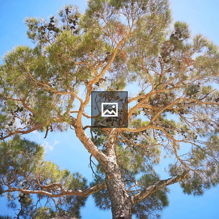 Tree viewed from below