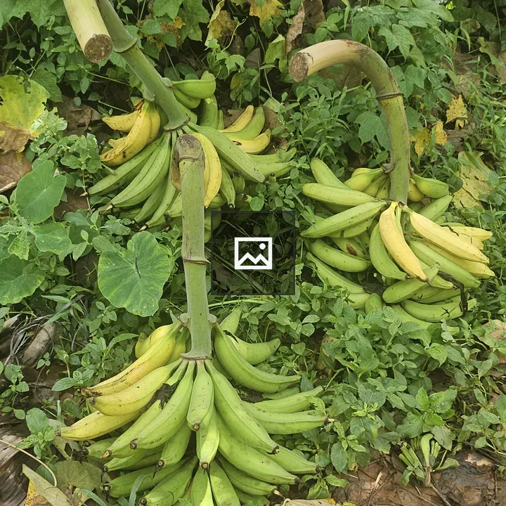 Bananas on Ground in Kerala