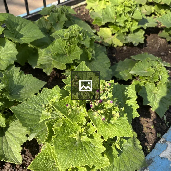 Close-up of green leafy plants